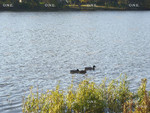 Ducks II