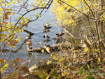 Ducks IV