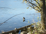 Ducks