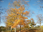 Fall