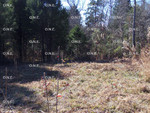 Forest Garden