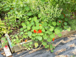 Latitude II