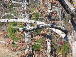 Martin Acres Bird