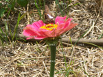 Pollinating Butterfly