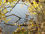 Ducks III