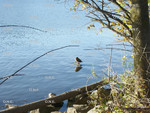 Ducks