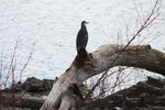 Contemplation