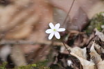 Late Winter Surprise