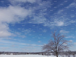 Winter Chemtrails Above Trees