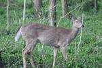 Oh Deer!