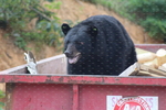 The Bear Essentials