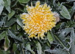 Frosted Dandelion