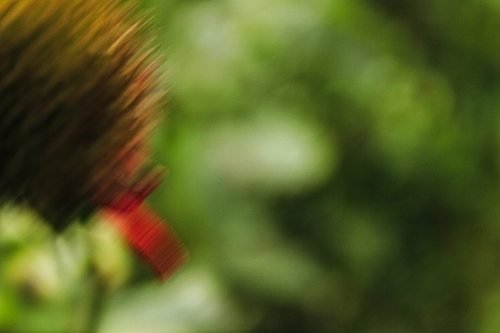 Bee Balm in the Foreground