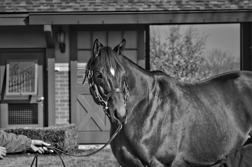 Cody’s Wish in Black and White