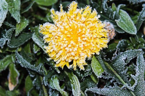 Frosted Dandelion