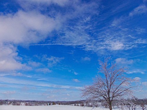 Winter Chemtrails Above Trees