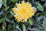 Frosted Dandelion