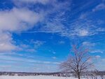 Winter Chemtrails Above Trees